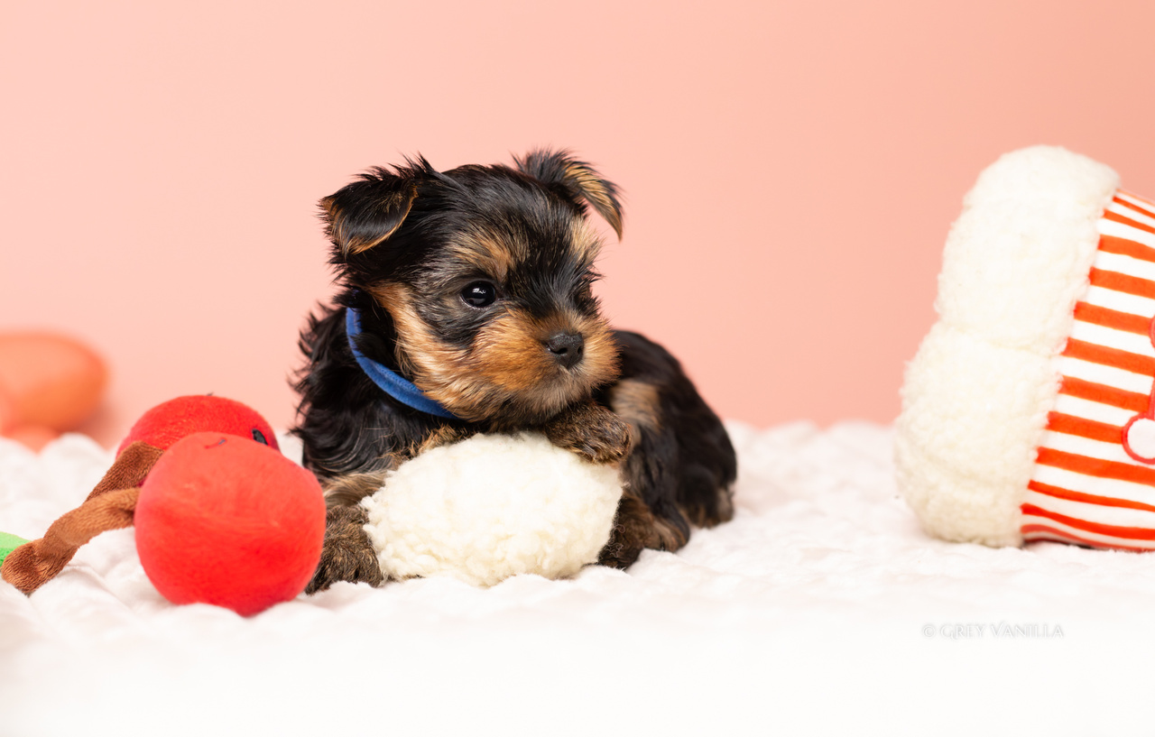 yorkshireterrier-1-12_Easy-Resize.com