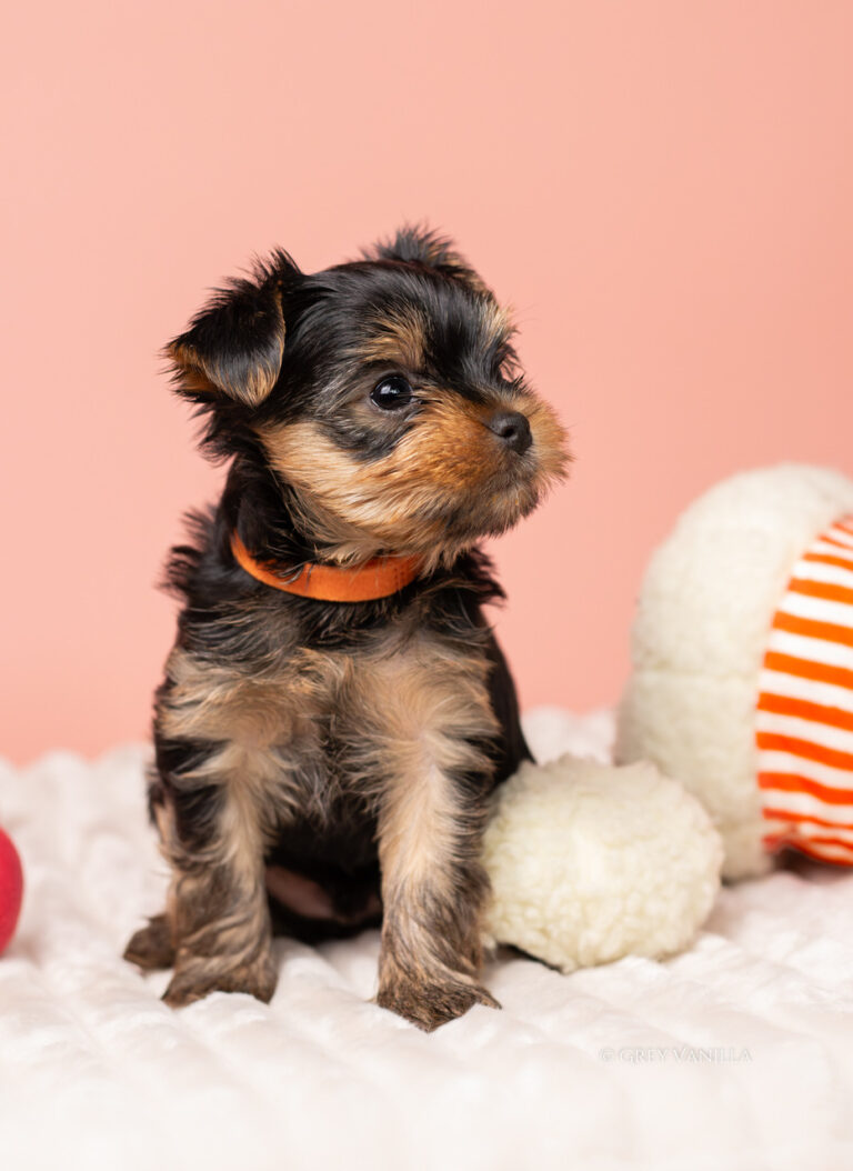 yorkshireterrier-1-13_Easy-Resize.com
