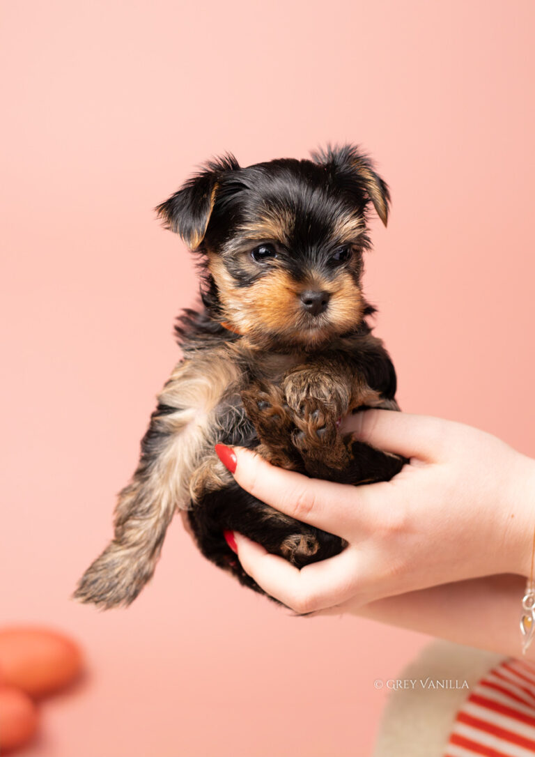 yorkshireterrier-1-14_Easy-Resize.com