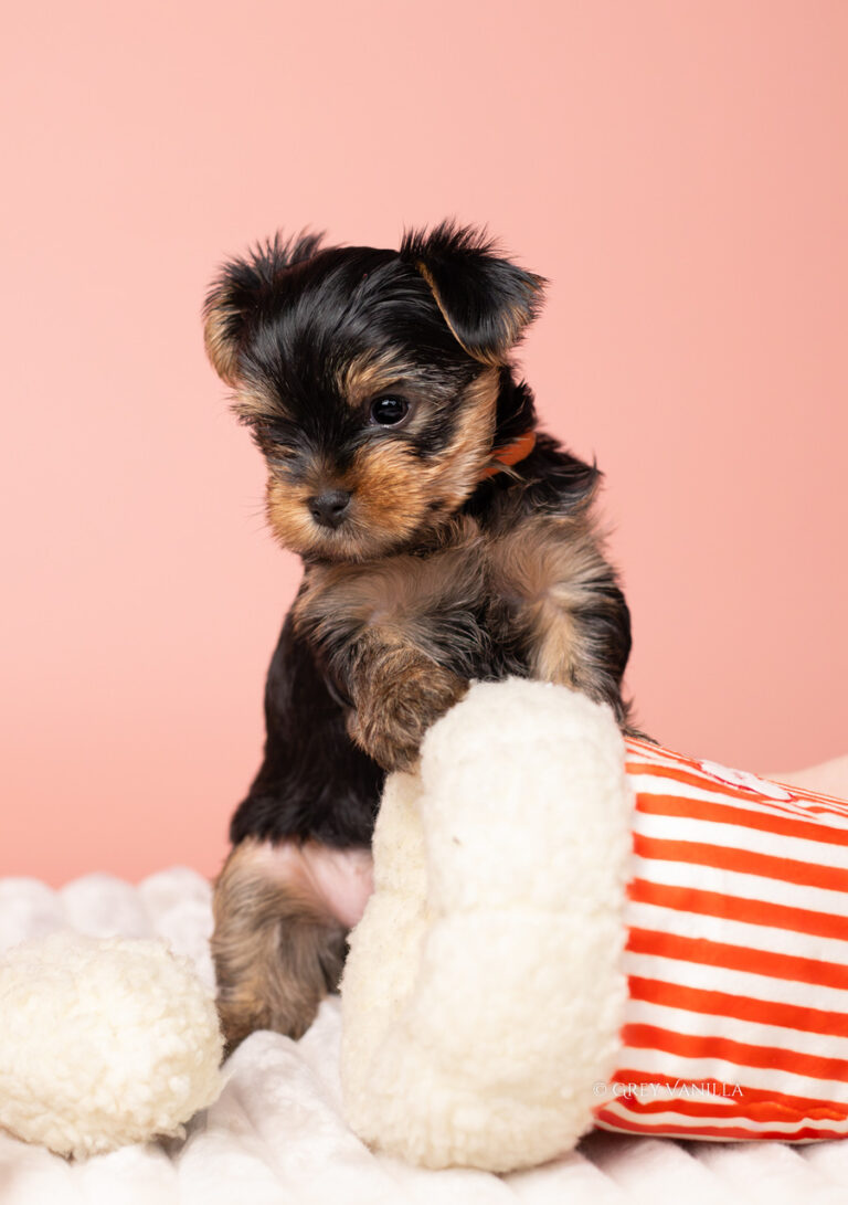 yorkshireterrier-1-15_Easy-Resize.com