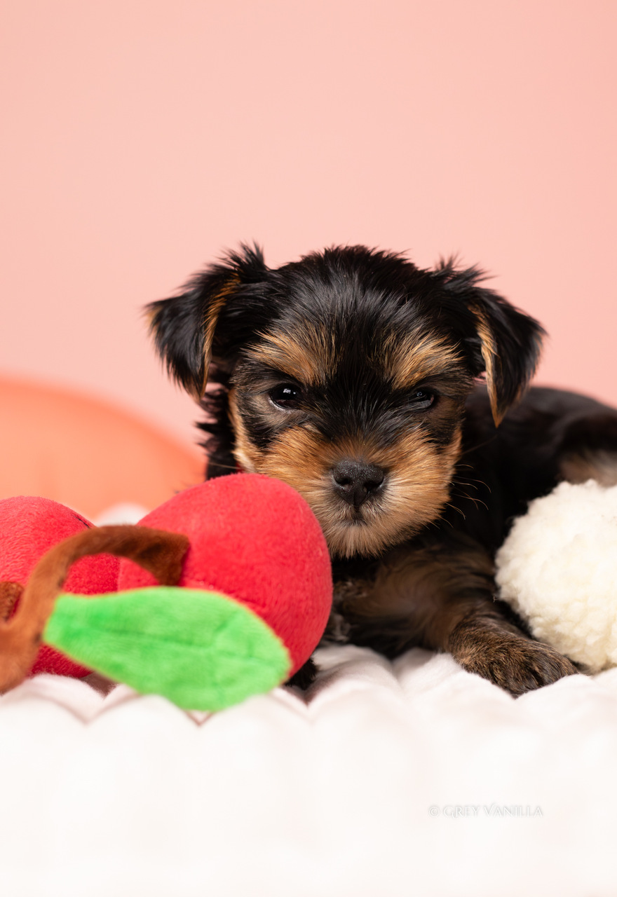 yorkshireterrier-1-16_Easy-Resize.com