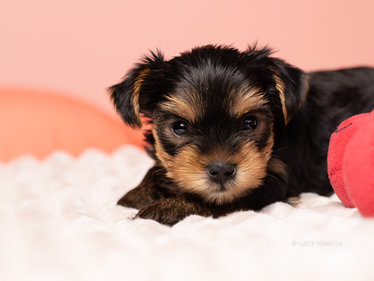 yorkshireterrier-1-18_Easy-Resize.com