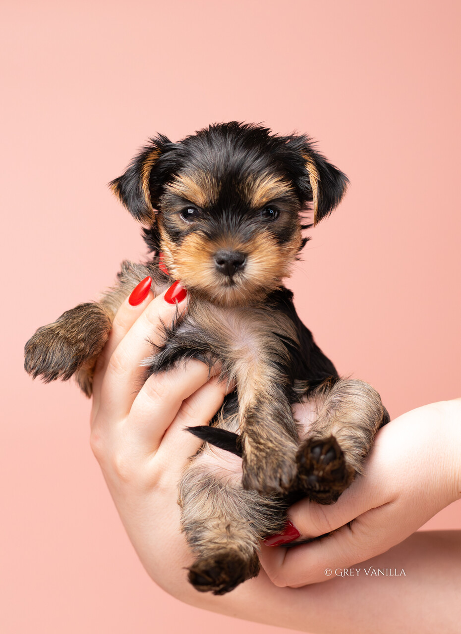 yorkshireterrier-1-19_Easy-Resize.com