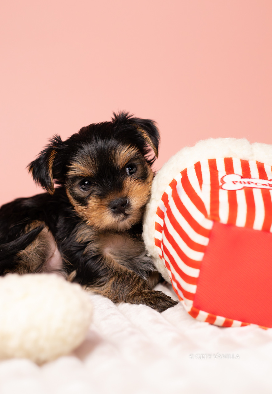 yorkshireterrier-1-20_Easy-Resize.com