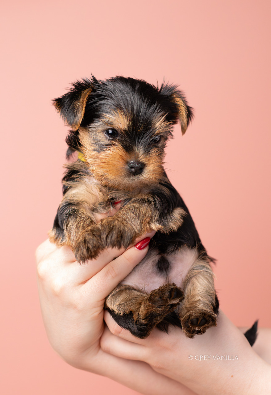 yorkshireterrier-1-21_Easy-Resize.com