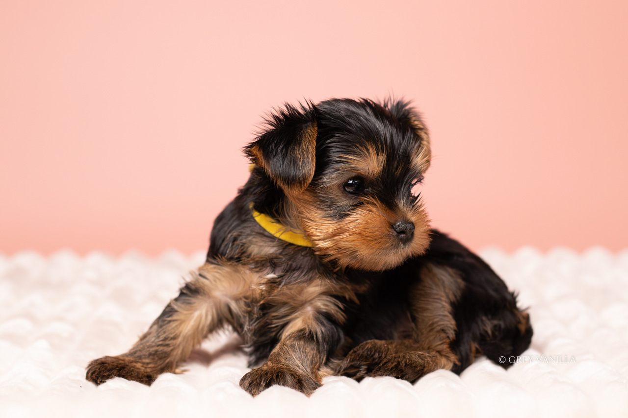 yorkshireterrier-1-22_Easy-Resize.com