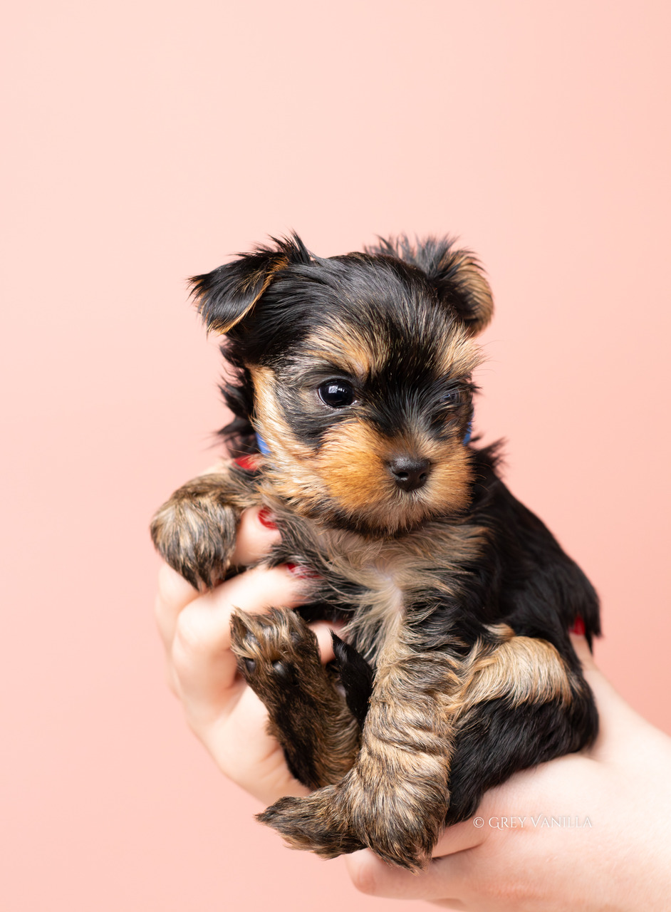 yorkshireterrier-1-24_Easy-Resize.com