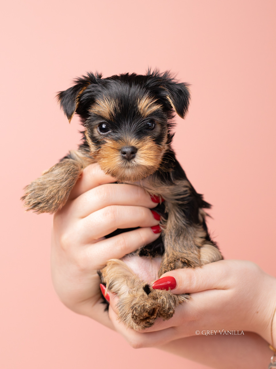 yorkshireterrier-1-5_Easy-Resize.com