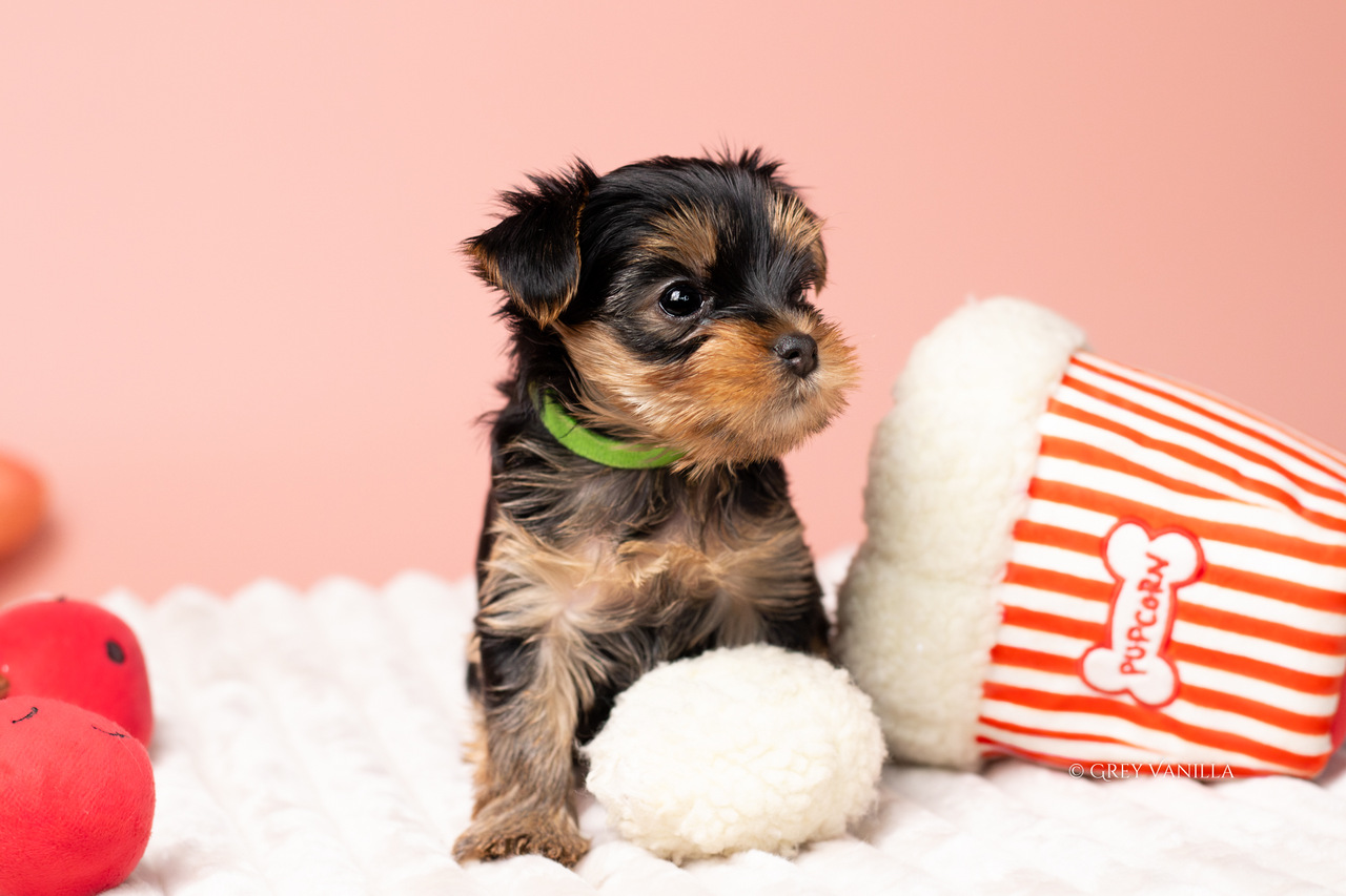 yorkshireterrier-1-8_Easy-Resize.com