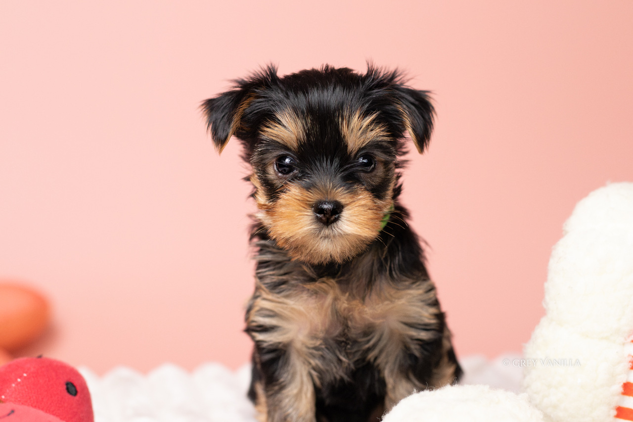 yorkshireterrier-1-9_Easy-Resize.com
