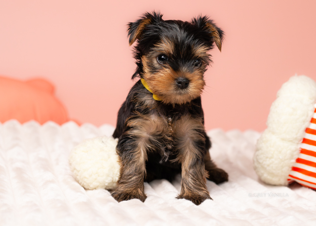 yorkshireterrier-1_Easy-Resize.com